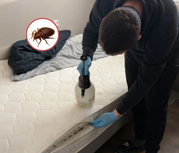 Technicien traitant un matelas contre les punaises de lit à Saint-Vrain